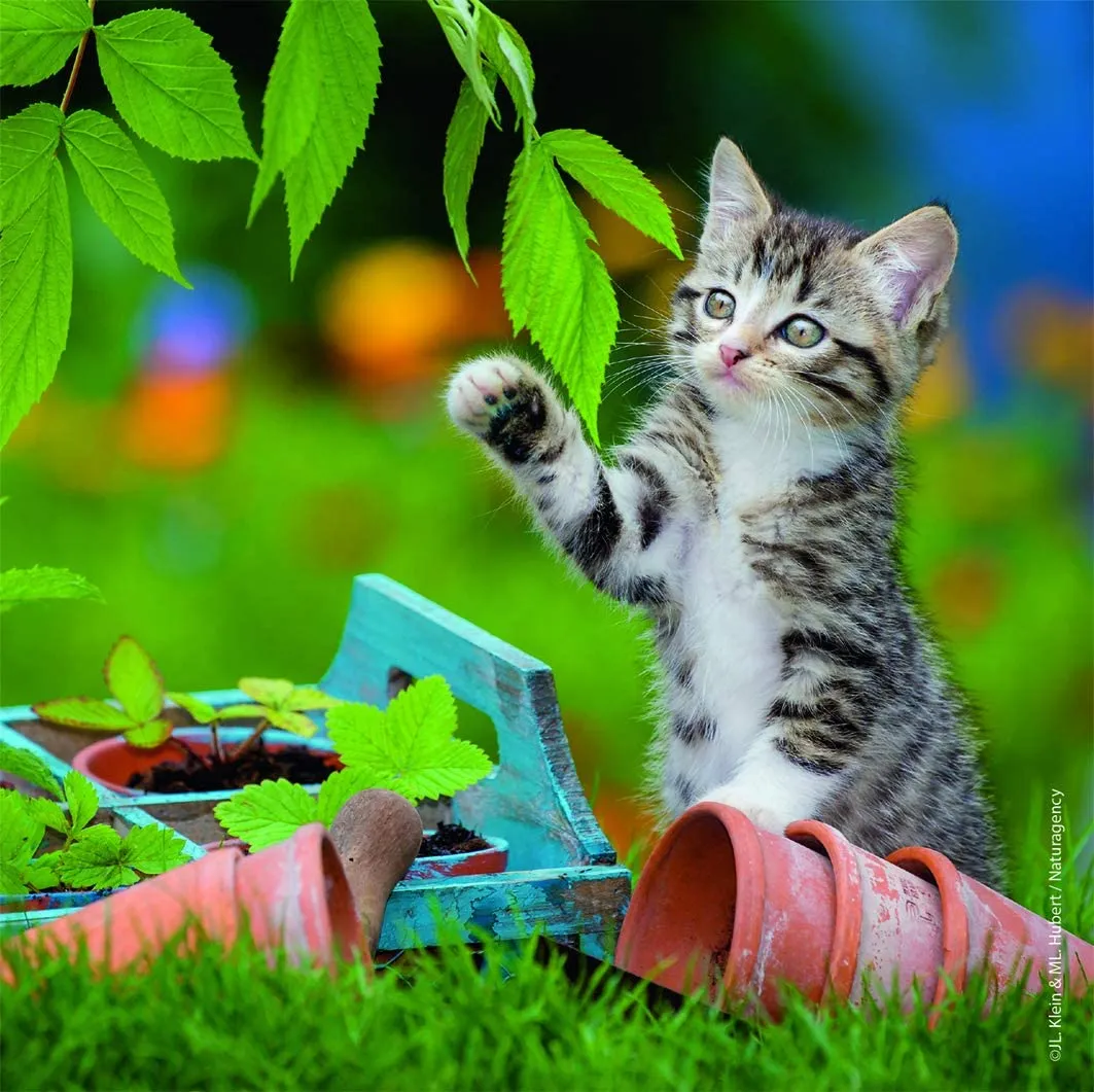 Tiger Kittens 3 x 49 Piece Puzzles